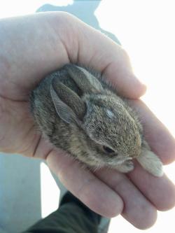 awwww-cute:  teeny tiny bunny (Source: http://ift.tt/1Q79eE2)