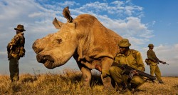 gunrunnerhell:  The Last OneIn the last 50 years, the rhino population