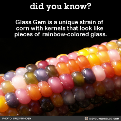 did-you-know:  Glass Gem is a unique strain of corn with kernels