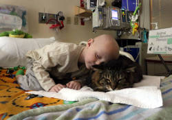 catsbeaversandducks:  10 Year Old Cat Huck Finn Helps Heal Sick