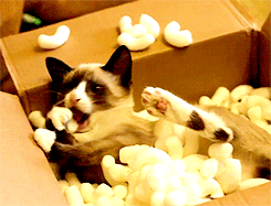  Cat in a box. 