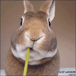 gifsboom:  Video: Bunny Devours Dandelion