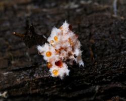 steepravine:  Fluffy Dripping Fungus (Mendocino, California -