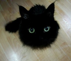 cauda-pavonis:  trapkitten:  woodelf68:  Black Floofball with