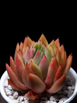 markunsan: Echeveria