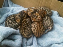 animatedamerican: awwww-cute:  A box of baby bengals  “What?