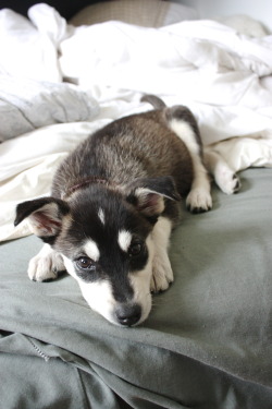 handsomedogs:  her name is Daisy :)