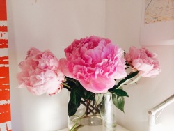 bakerie:  these peonies are now bigger than my clenched fists,