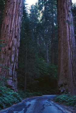 travelthisworld :  Parque Nacional Sequoia California, EE.UU.