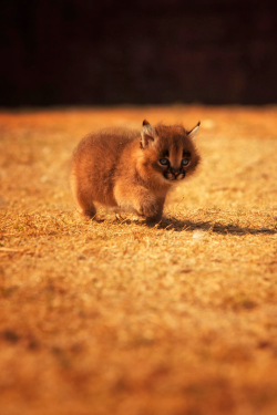 earthcats:  fastfalc:  expressions-of-nature:  Little caracal