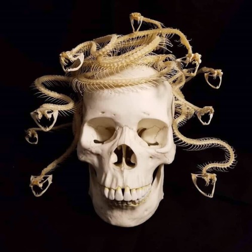 blondebrainpower: Medusa     Artist: Tim Prince