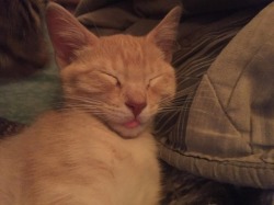 Roommates kitten sleeping with his tongue sticking out 👅 😺😸
