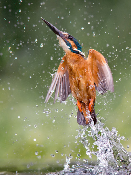 end0skeletal:  (via Water jet - Common kingfisher by Jamie-MacArthur on deviantART)