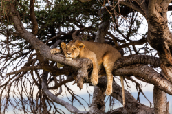 riggu:  A lioness sits on a tree branch, Kenya, by Andrei Duman