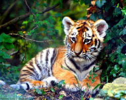 funnywildlife: earthlynation:  tiger cub source 