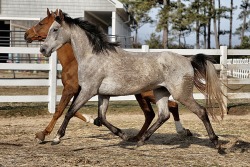 fair-winds-and-all-i-see:  Really and his best friend and brother,