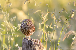 Litte Owl, Big World by thrumyeye 