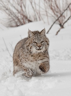 beautiful-wildlife:  Bobcat by Tom Littlejohns 