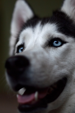 plasmatics:  Beautiful Dog [via/more] By Megan Lorenz 
