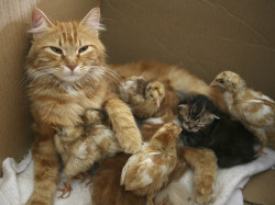 putyouinabettermood:  One tired mama via http://ift.tt/1u99W6e