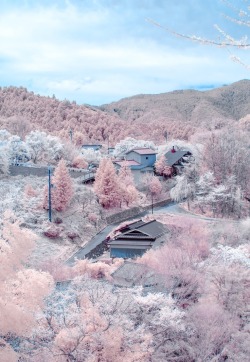 beatpie:  Cherry blossoms in full bloom at Mount Yoshino, Nara,