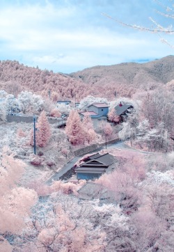 bottledstarlight:  beatpie:  Cherry blossoms in full bloom at