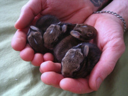 creepturtle:  premas:  kurtlechan:  Handful of bunnies.  omfG