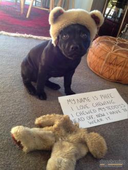 dogshaming:  Bear-dog This is Phife Dog. He’s an 11 week old