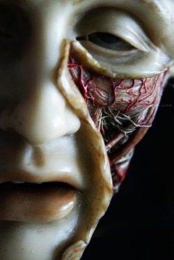 glitterandghouls:  Anatomical wax model by Joseph Towne  Located