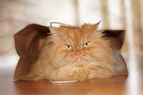 mymodernmet:  Meet Garfi, the worldâ€™s angriest cat. The seemingly wrathful kitty,Â who lives with his owner Hulya Ozkok in Turkey, has a permanently furrowed brow that just naturally makes him appear like a fluffy, orange ball of rage. 