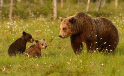 fuck-yeah-bears:  The Kindergarten by Harry Eggens