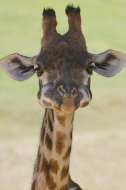 cuteanimalspics:  Baby Giraffe With His Mouth Full (Source: http://ift.tt/1PpY2oW)