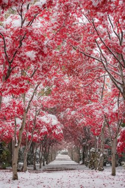 neo-japanesque:   dress up photo by  Hiroshi Tanita red japanese