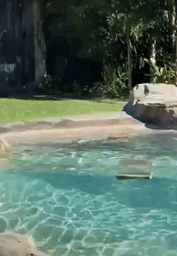 googifs: Slam Dunk The Ball!