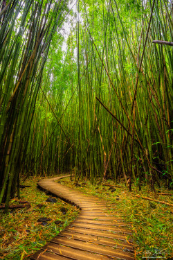 radivs:  Bamboo Journey by Andrew Shoemaker