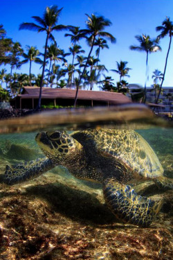 plasmatics:  Turtle Beach by Thomas Conrad |(Website) 