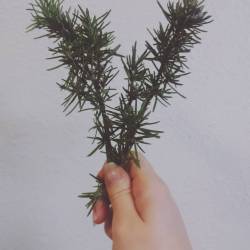 Picked some fresh rosemary on campus for dinner. Thanks CR! #MasterForager