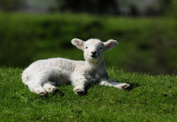 outdoormagic:  Lamb by William Richardson 