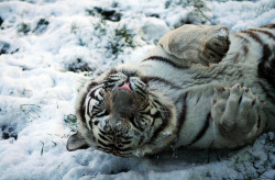 brutalgeneration:  Snow Tiger by RobbieB88 on Flickr.