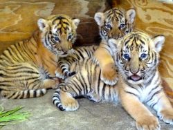 theanimalblog:  (via Endangered Tiger Cub Trio Born at Busch