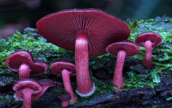 nubbsgalore:  a mushroom rainbow to put the fun in fungi. cause