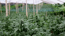 weedporndaily:  Jamaica is about to decriminalize marijuana (RawStory)