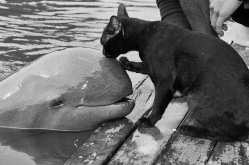justcatposts:  Here’s a cat giving a dolphin a kiss 😘 (via)