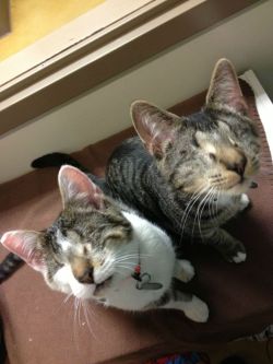 congenitaldisease:  These two cats, Bacon and Eggs, were born