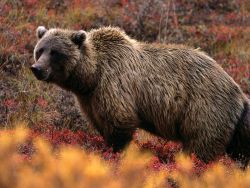 bears–bears–bears:  Grizzly Bear by John Eastcott and Yva