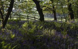 90377:  Spring Wood by Jane Ball  