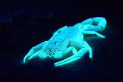 ted:  Scorpion venom is helping doctors make tumors glow. How?