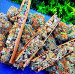 thefourtwentytimes:  Rainbow Kush