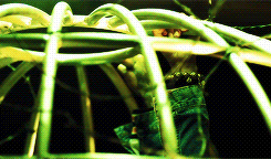 weedmygolden.tumblr.com/post/61813022819/