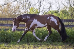 equinegear:  Anyone notice how the marking on his bum looks somewhat